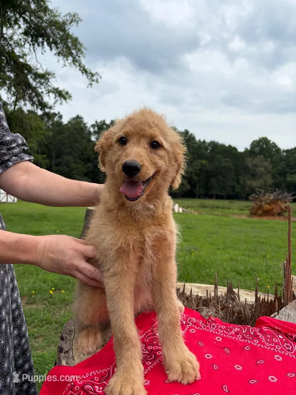 Franny – Goldendoodle puppy for sale in Millen, GA