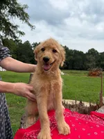Franny, a female Goldendoodle for sale in Millen, GA – 1 of 2