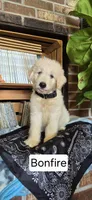 Bonfire, a male Goldendoodle for sale in Millen, GA – 1 of 1