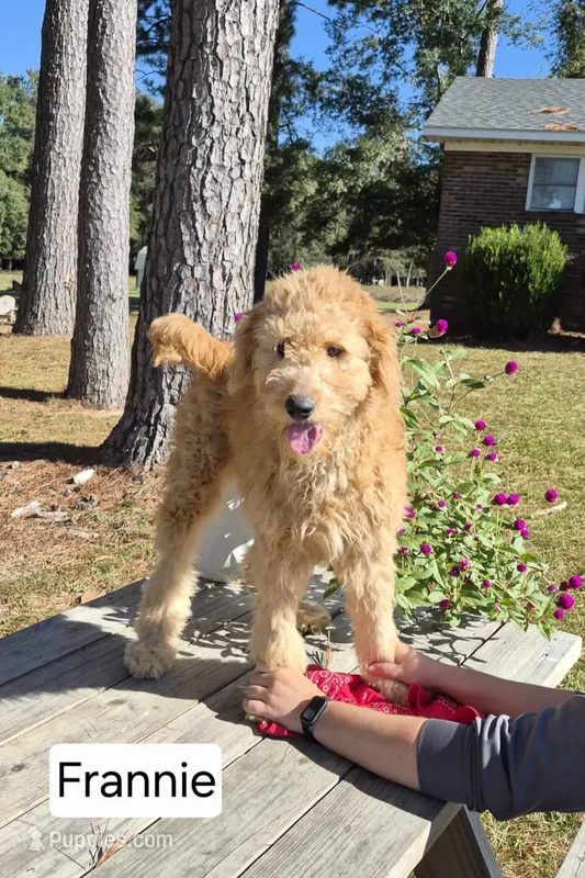 Franny – Goldendoodle puppy for sale in Millen, GA