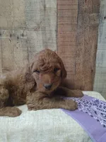 purple collar-Honey, a female Goldendoodle for sale in Millen, GA – Photo 2 of 2