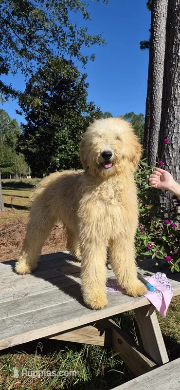 Freda – Goldendoodle puppy for sale in Millen, GA