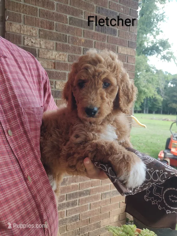 Fletcher – Goldendoodle puppy for sale in Millen, GA