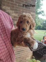 Fletcher, a male Goldendoodle for sale in Millen, GA – 1 of 1
