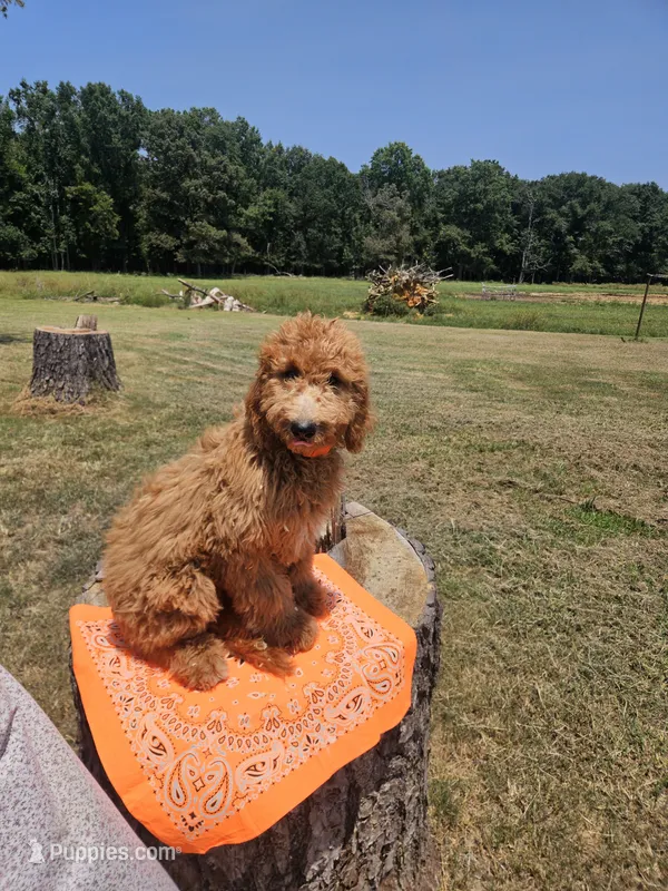 Farrah – Goldendoodle puppy for sale in Millen, GA