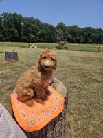 Farrah, a female Goldendoodle for sale in Millen, GA – 1 of 3