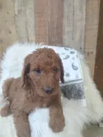 white collar-Rosy, a female Goldendoodle for sale in Millen, GA – Photo 2 of 2