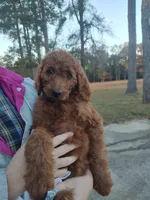 white collar-Rosy, a female Goldendoodle for sale in Millen, GA – Photo 1 of 2