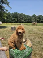 Forest, a male Goldendoodle for sale in Millen, GA – 2 of 3