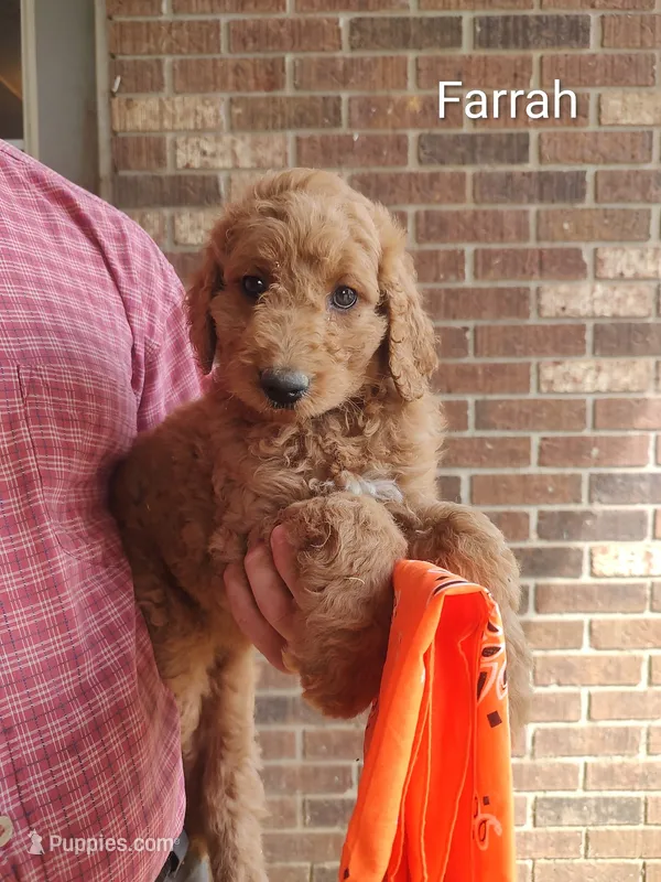Farrah – Goldendoodle puppy for sale in Millen, GA