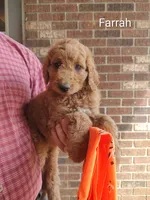 Farrah, a female Goldendoodle for sale in Millen, GA – 1 of 1