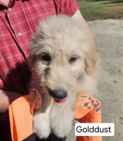 Golddust, a female Goldendoodle for sale in Millen, GA – 3 of 4