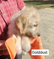 Golddust, a female Goldendoodle for sale in Millen, GA – 2 of 4