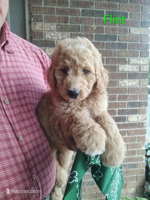 Flint – Goldendoodle puppy for sale in Millen, GA