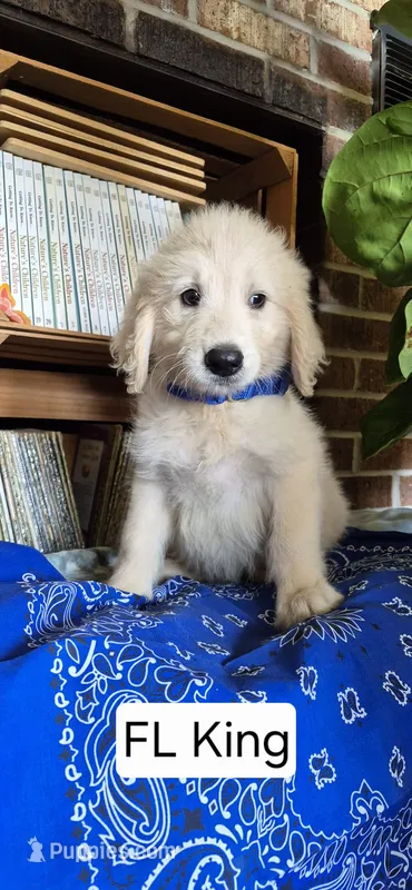 FL King – Goldendoodle puppy for sale in Millen, GA