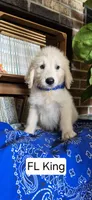 FL King, a male Goldendoodle for sale in Millen, GA – 1 of 1