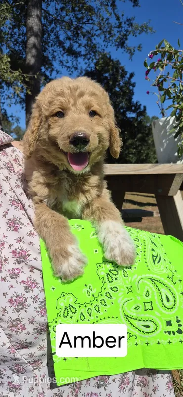 Amber – Goldendoodle puppy for sale in Millen, GA