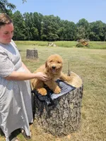 Bubbles, a male Goldendoodle for sale in Millen, GA – 2 of 3