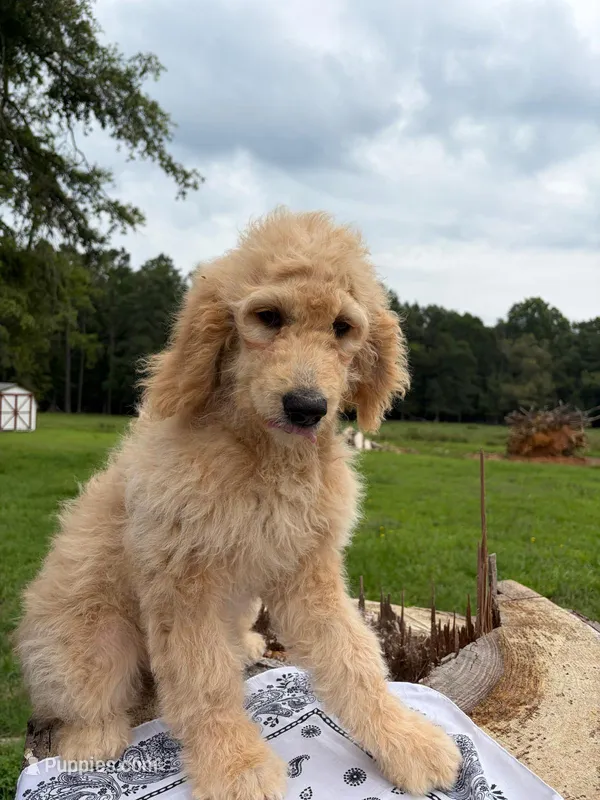 Sassy – Goldendoodle puppy for sale in Millen, GA