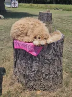 Fayla, a female Goldendoodle for sale in Millen, GA – 2 of 4
