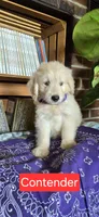 Contender, a male Goldendoodle for sale in Millen, GA – 1 of 1
