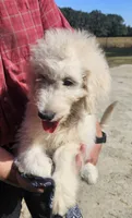 Bonfire, a male Goldendoodle for sale in Millen, GA – 3 of 4