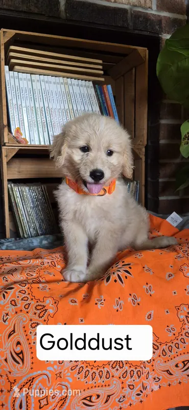 Golddust – Goldendoodle puppy for sale in Millen, GA