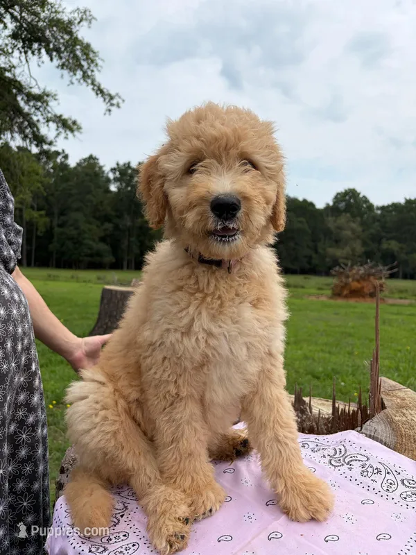 Freda – Goldendoodle puppy for sale in Millen, GA