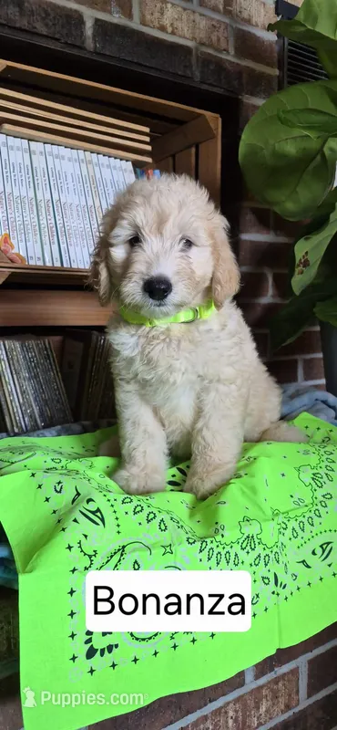 Bonanza – Goldendoodle puppy for sale in Millen, GA