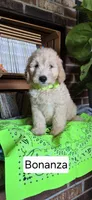 Bonanza, a male Goldendoodle for sale in Millen, GA – 1 of 1