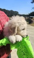 Bonanza, a male Goldendoodle for sale in Millen, GA – 3 of 4