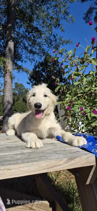 FL King – Goldendoodle puppy for sale in Millen, GA