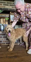 Franny, a female Goldendoodle for sale in Millen, GA – 2 of 6