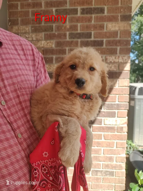 Franny – Goldendoodle puppy for sale in Millen, GA