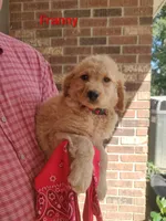 Franny, a female Goldendoodle for sale in Millen, GA – 1 of 1