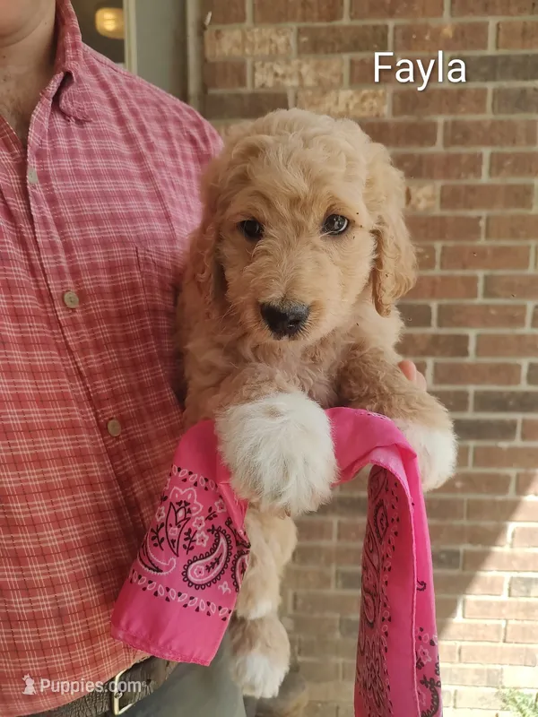 Fayla – Goldendoodle puppy for sale in Millen, GA