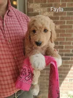 Fayla, a female Goldendoodle for sale in Millen, GA – 1 of 1