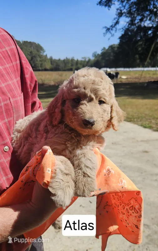 Atlas – Goldendoodle puppy for sale in Millen, GA