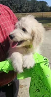 Bonanza, a male Goldendoodle for sale in Millen, GA – 1 of 4