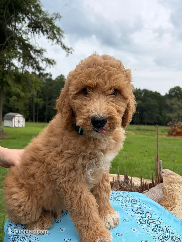 Flair – Goldendoodle puppy for sale in Millen, GA