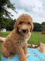 Flair, a female Goldendoodle for sale in Millen, GA – 1 of 2