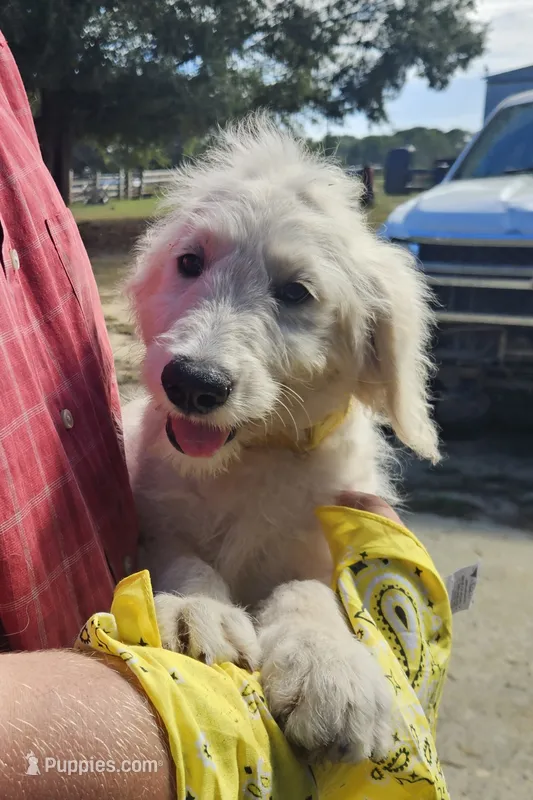 GA Belle – Goldendoodle puppy for sale in Millen, GA