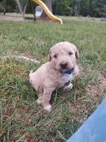 Billy, a male Goldendoodle for sale in Millen, GA – Photo 2 of 2