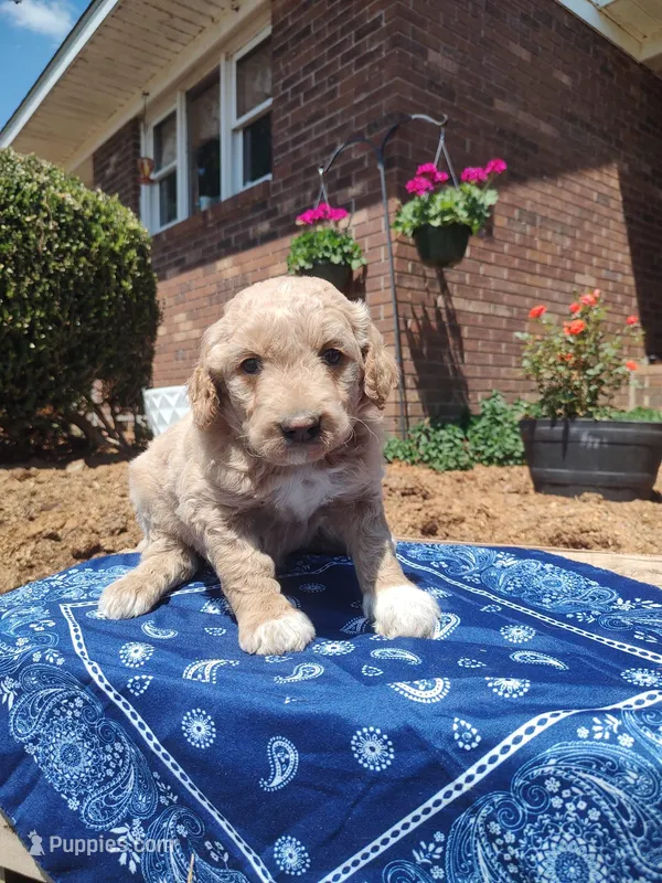 Billy – Goldendoodle puppy for sale in Millen, GA