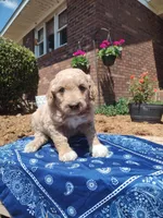 Billy, a male Goldendoodle for sale in Millen, GA – Photo 1 of 2