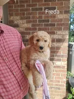 Freda, a female Goldendoodle for sale in Millen, GA – 1 of 1
