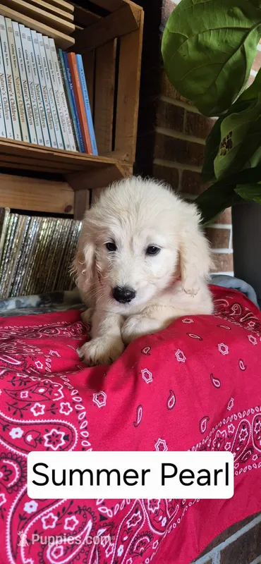 Summer Pearl – Goldendoodle puppy for sale in Millen, GA