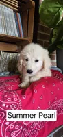 Summer Pearl, a female Goldendoodle for sale in Millen, GA – 1 of 1