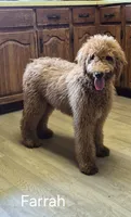 Farrah, a female Goldendoodle for sale in Millen, GA – 2 of 5