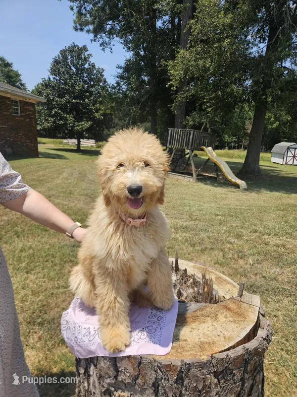 Freda – Goldendoodle puppy for sale in Millen, GA